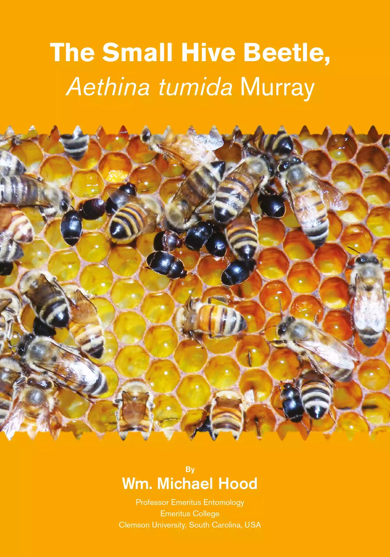 The Small Hive Beetle by William Michael Hood