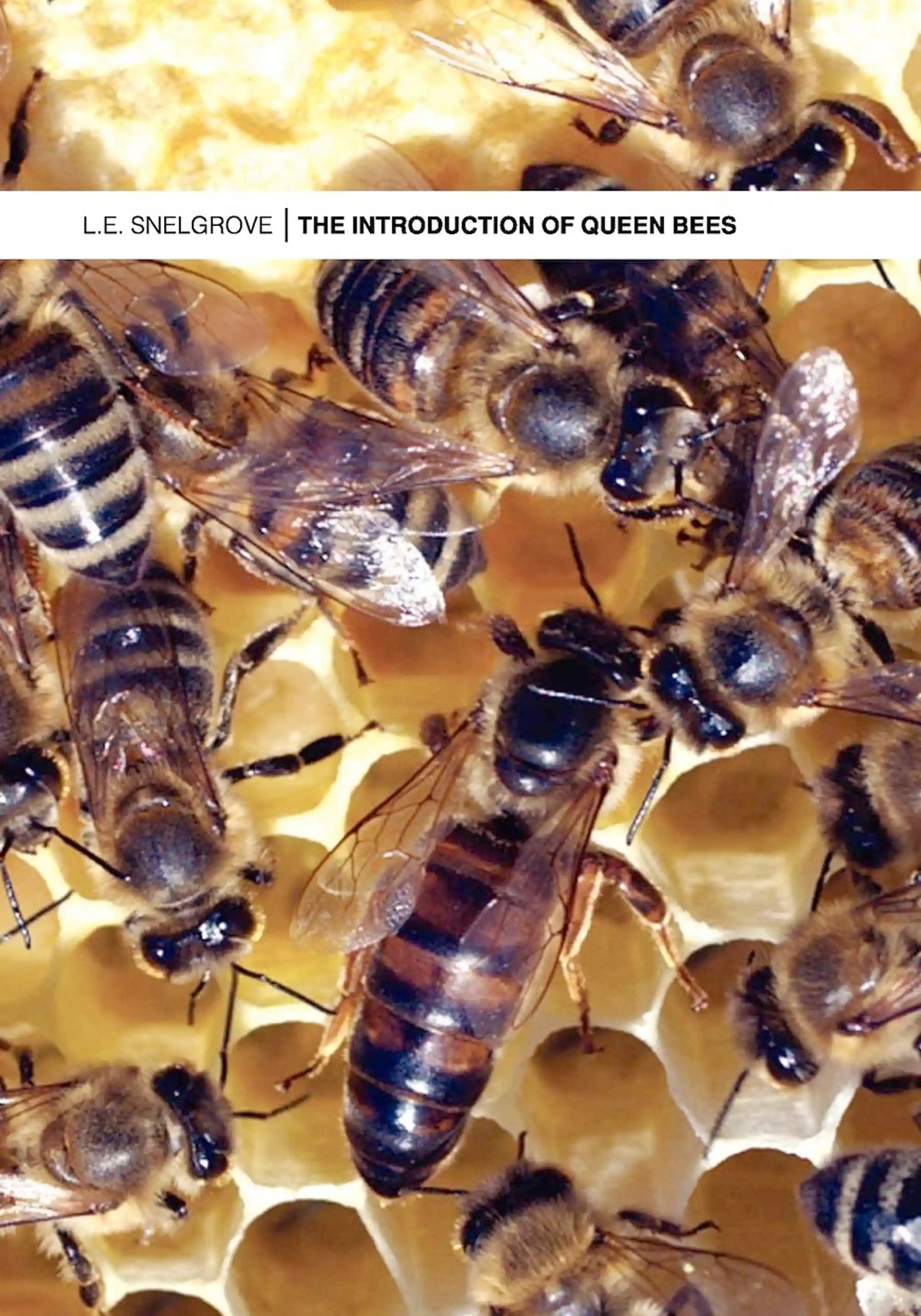 The Introduction of Queen Bees by L. E. Snelgrove