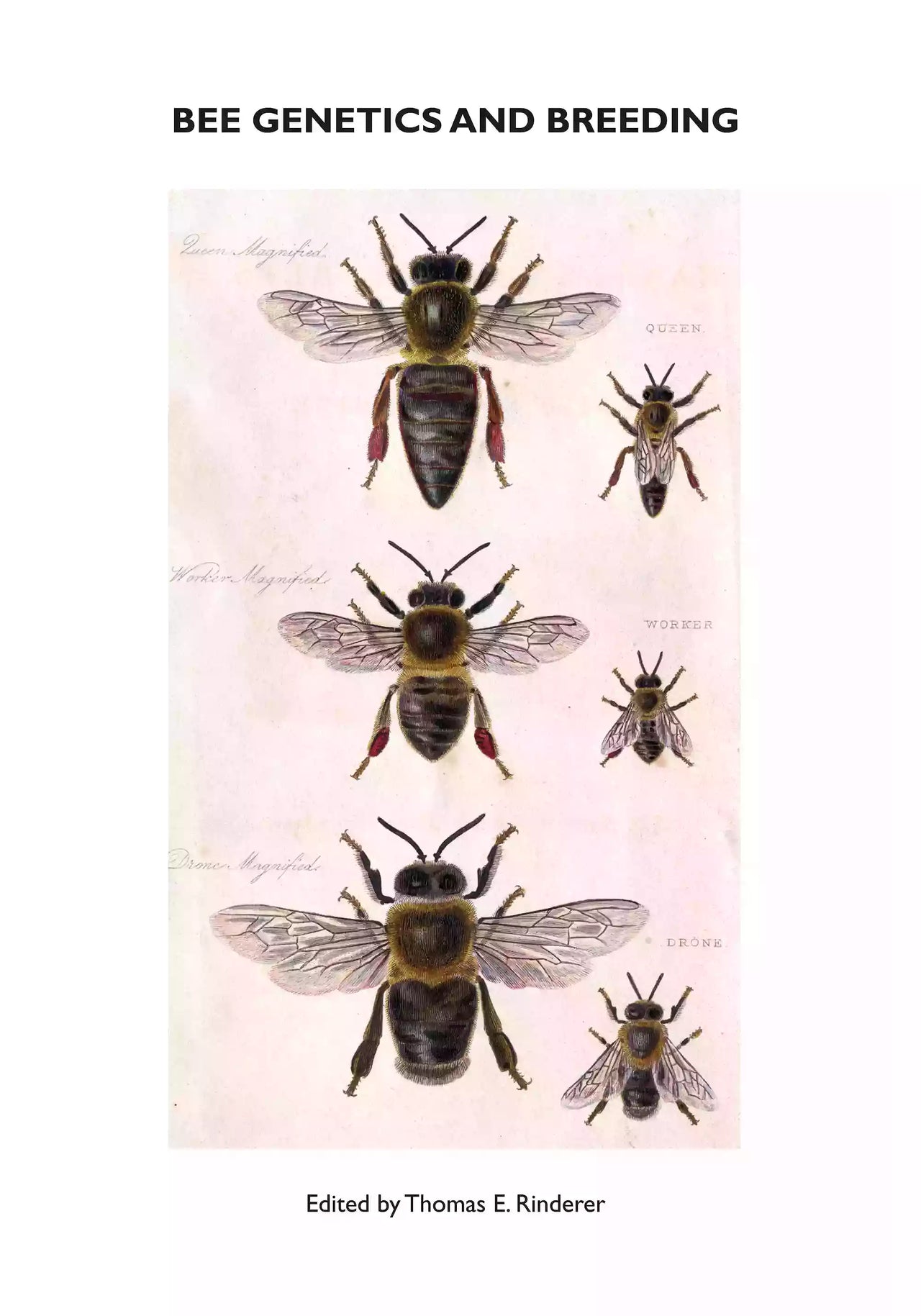 Bee Genetics and Breeding by Thomas E. Rinderer