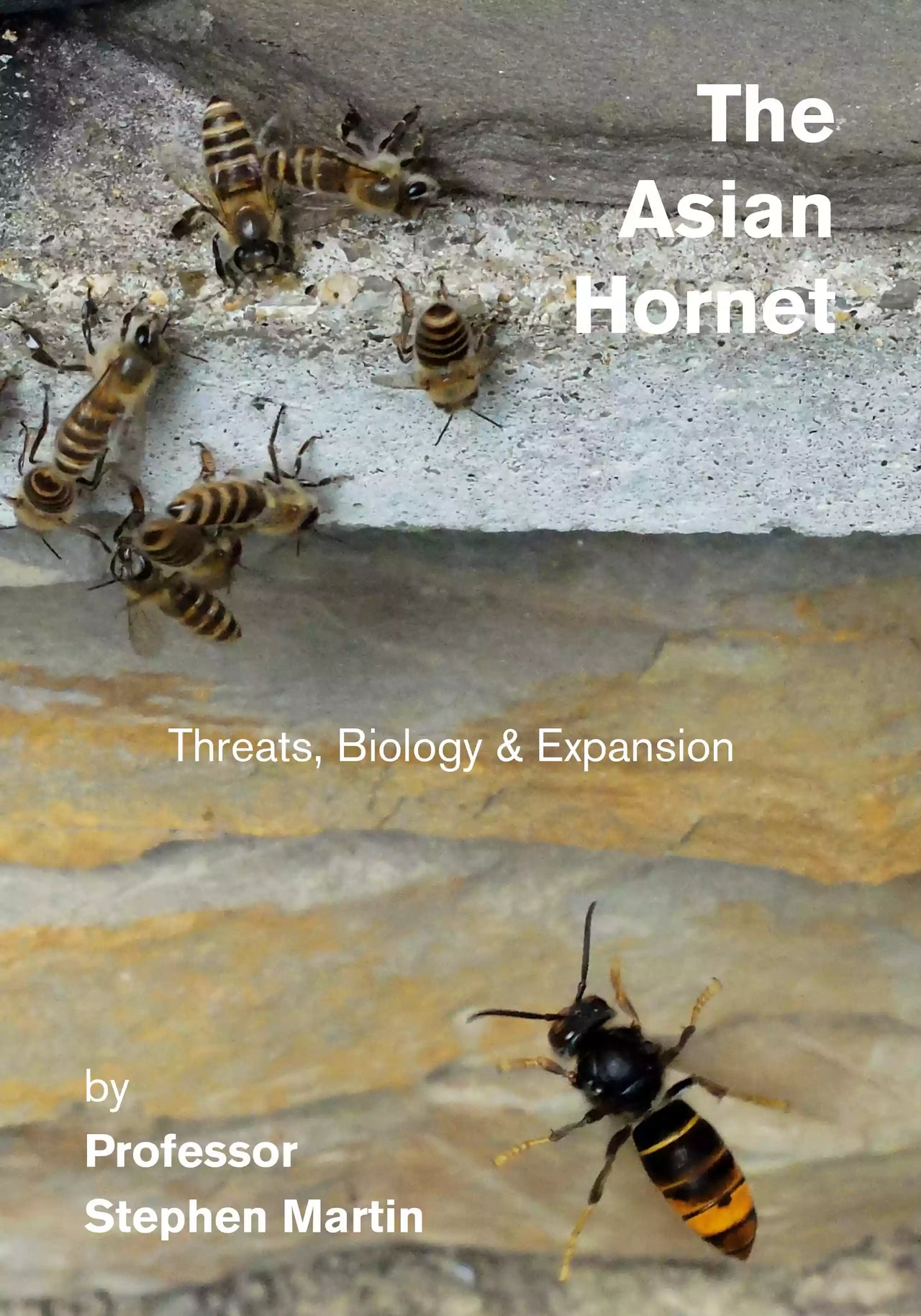 The Asian Hornet by Stephen Martin