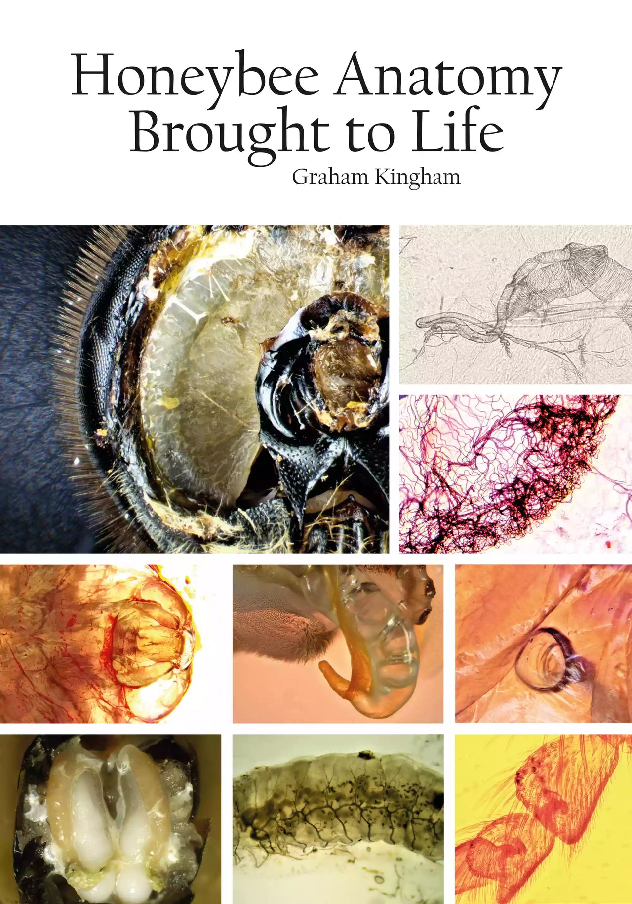 Honeybee Anatomy Brought to Life by Graham Kingham