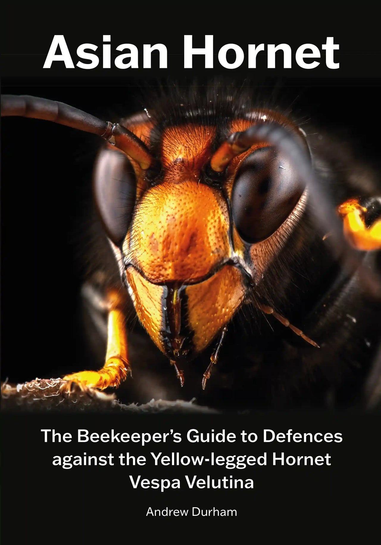 Asian Hornet by Andrew Durham