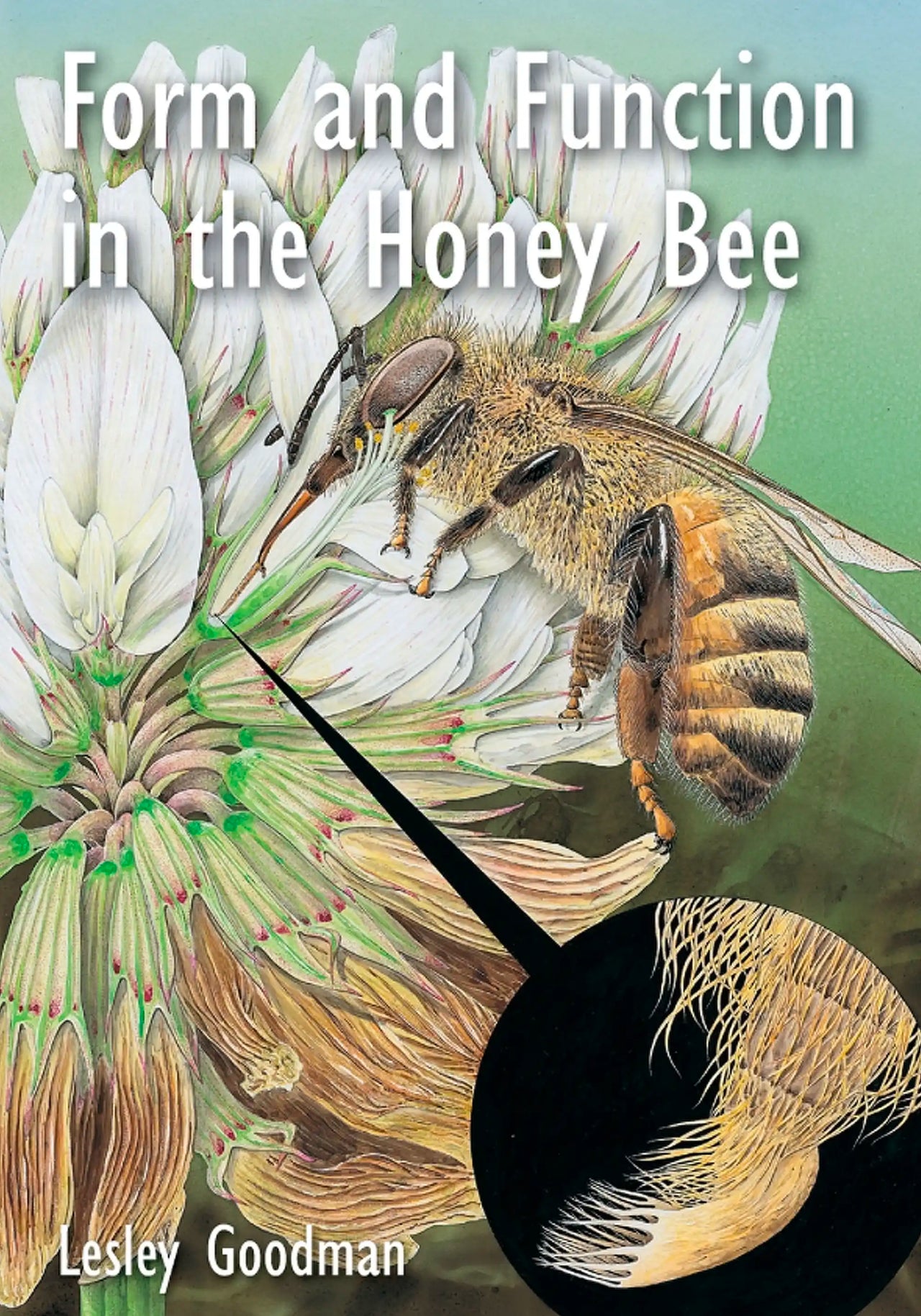 Form and Function in the Honey Bee by Lesley Goodman