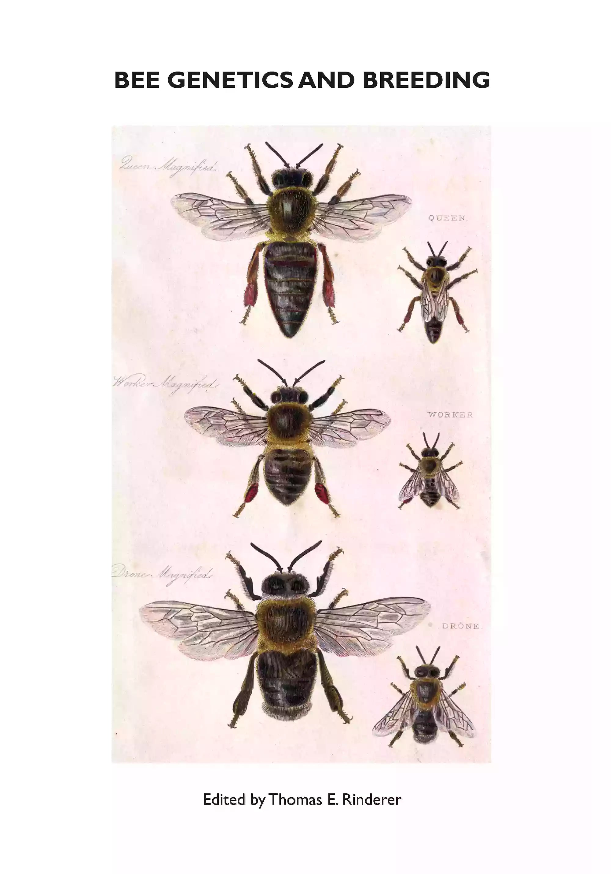 Bee Genetics and Breeding by Thomas E. Rinderer - NORTHERN BEE BOOKS