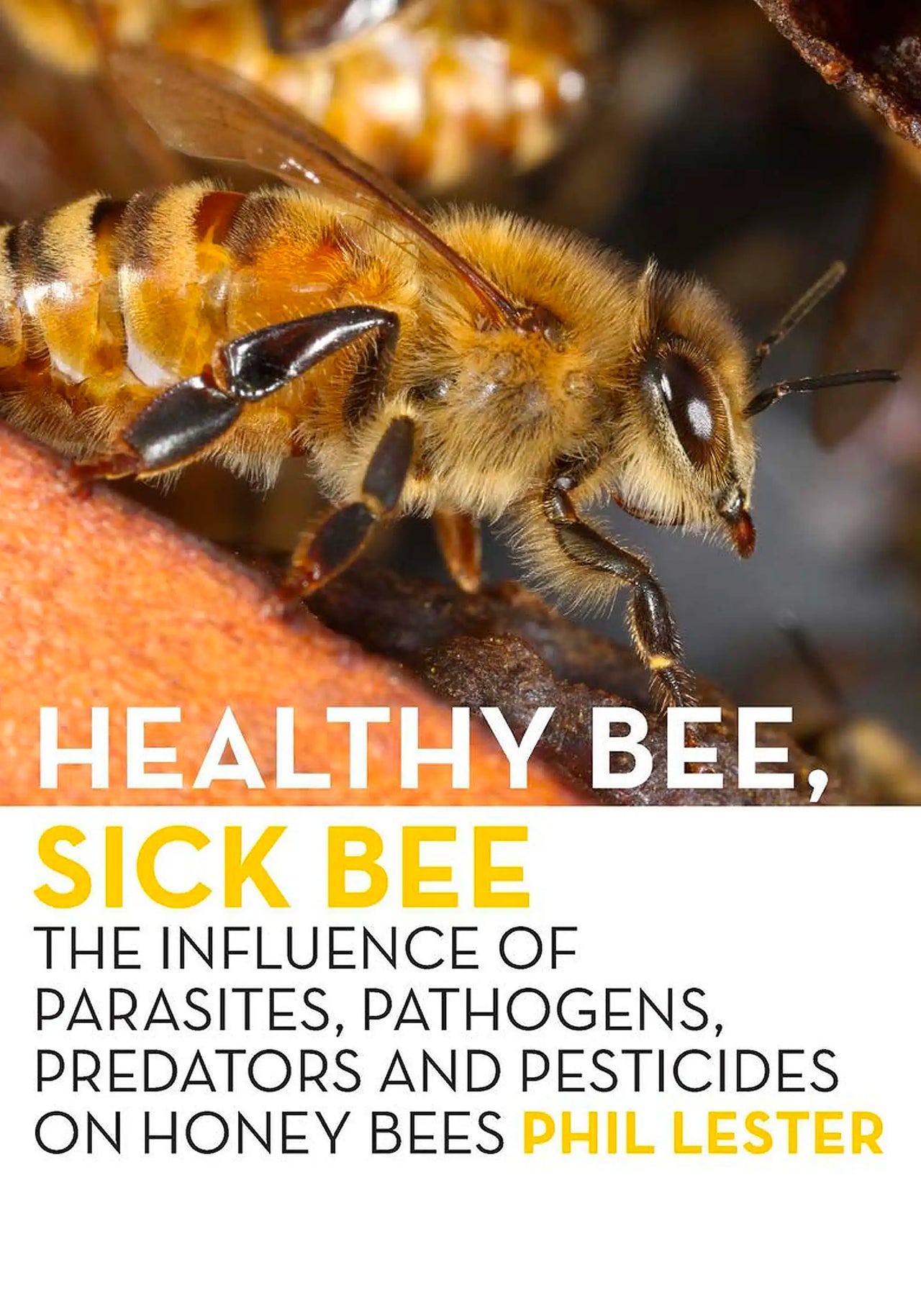 Healthy Bee, Sick Bee by Phil Lester